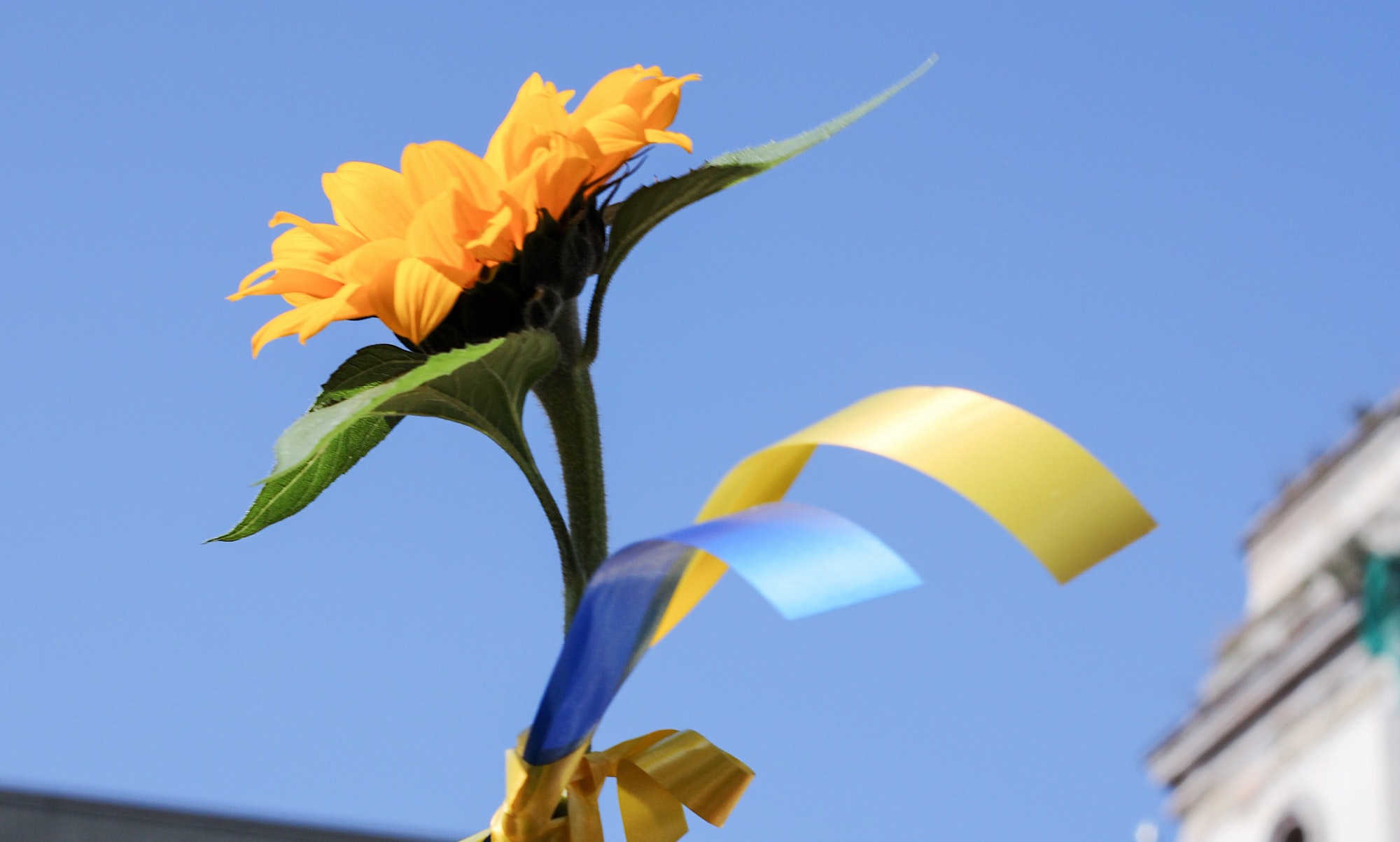 Flower with blue and yellow ribbons tied around the stem