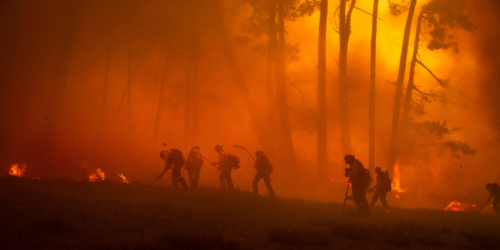 Firefighters putting out a forest fire with hoses.