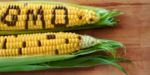 GMO Corn